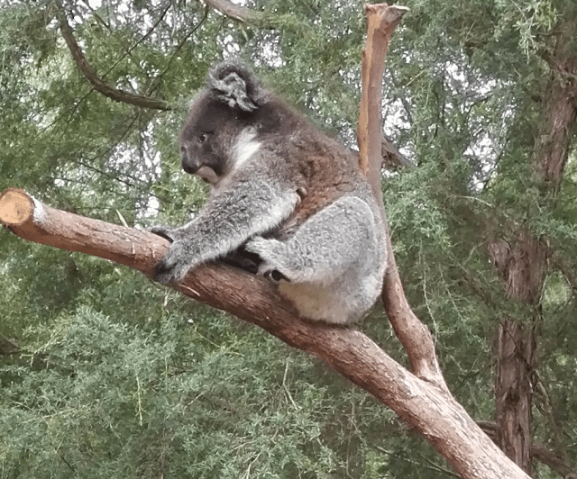 2017-01-09-koala-1