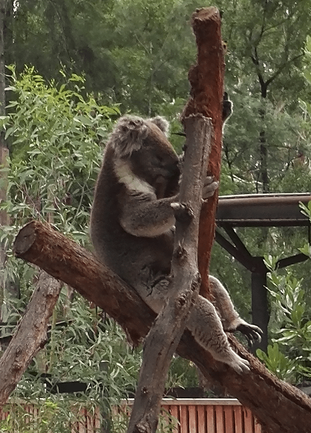 2017-01-09-koala-2