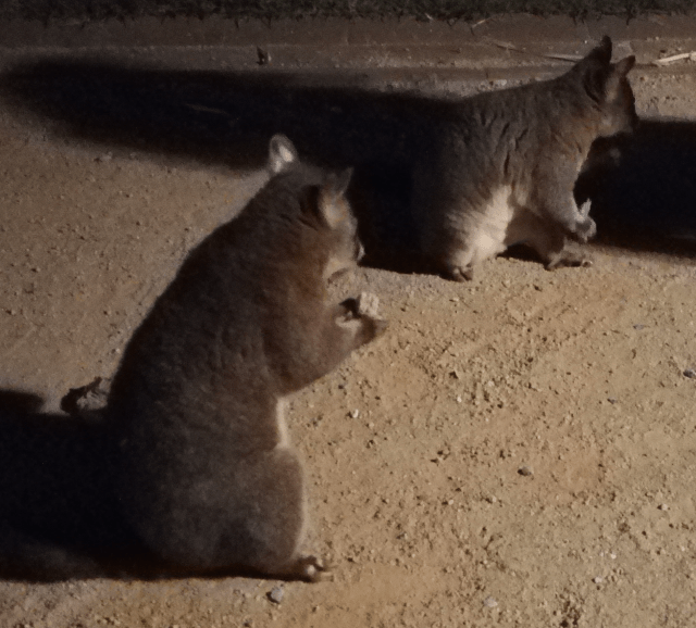 2017-01-09-possum-1
