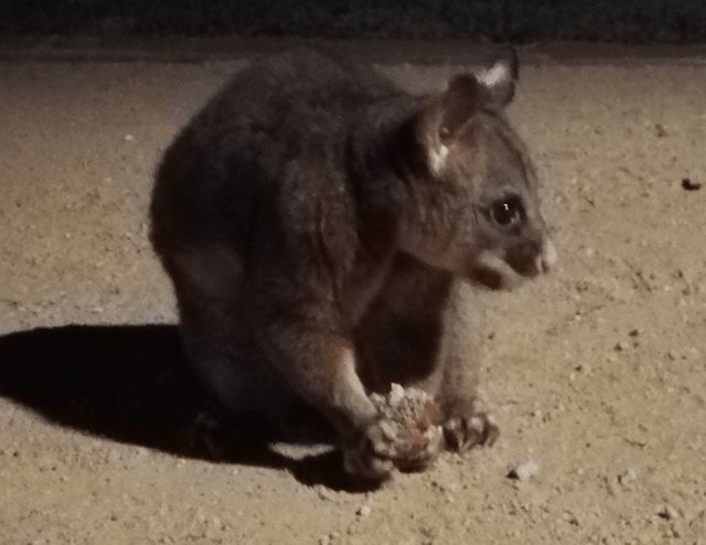2017-01-09-possum-2