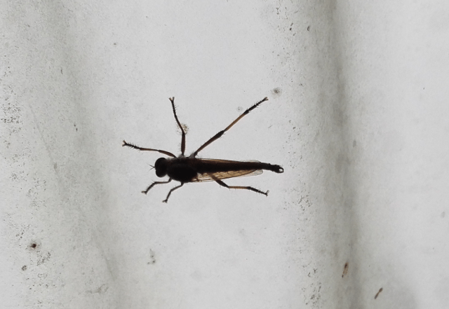 2017-01-13-insecte-ni